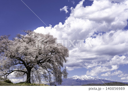 わに塚の桜と春の富士山 わに塚の桜と春の富士山 140856989