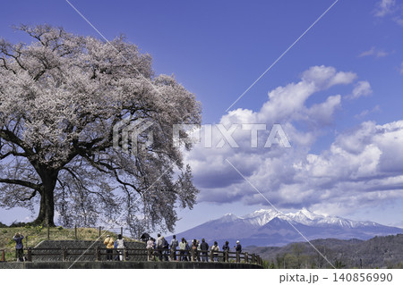 わに塚の桜と春の富士山 140856990