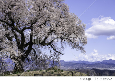 わに塚の桜と春の富士山 わに塚の桜と春の富士山 140856992