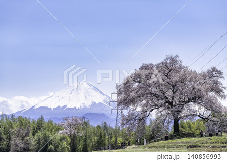 わに塚の桜と春の富士山 わに塚の桜と春の富士山 140856993