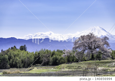わに塚の桜と春の富士山 わに塚の桜と春の富士山 140856994
