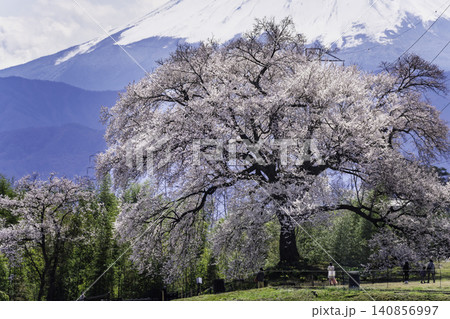 わに塚の桜と春の富士山 わに塚の桜と春の富士山 140856997