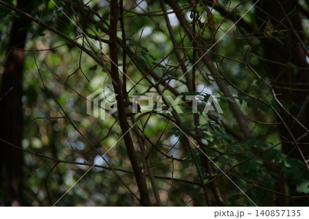 A small great tit bird hiding among the tree branches A small great tit bird hiding among the tree branches 140857135