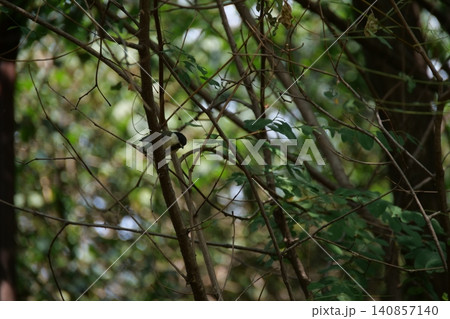 A small great tit bird hiding among the tree branches A small great tit bird hiding among the tree branches 140857140