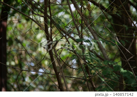 A small great tit bird hiding among the tree branches A small great tit bird hiding among the tree branches 140857142