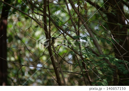 A small great tit bird hiding among the tree branches A small great tit bird hiding among the tree branches 140857150