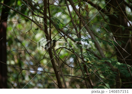 A small great tit bird hiding among the tree branches A small great tit bird hiding among the tree branches 140857151