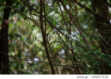 A small great tit bird hiding among the tree branches 140857154