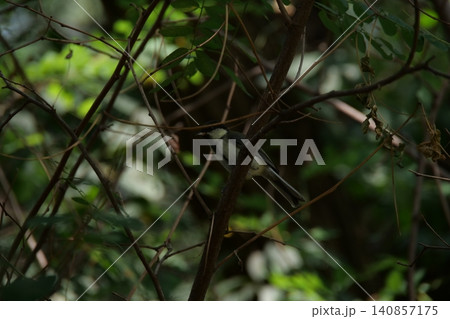 A small great tit bird hiding among the tree branches A small great tit bird hiding among the tree branches 140857175