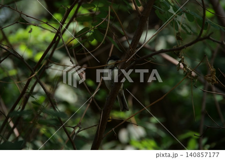 A small great tit bird hiding among the tree branches A small great tit bird hiding among the tree branches 140857177