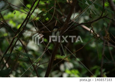 A small great tit bird hiding among the tree branches A small great tit bird hiding among the tree branches 140857183