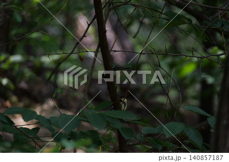 A small great tit bird hiding among the tree branches A small great tit bird hiding among the tree branches 140857187