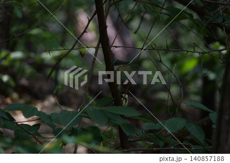 A small great tit bird hiding among the tree branches A small great tit bird hiding among the tree branches 140857188