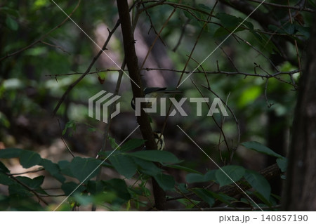 A small great tit bird hiding among the tree branches A small great tit bird hiding among the tree branches 140857190