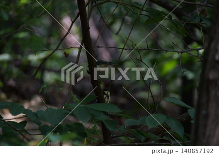 A small great tit bird hiding among the tree branches A small great tit bird hiding among the tree branches 140857192