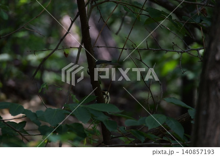 A small great tit bird hiding among the tree branches A small great tit bird hiding among the tree branches 140857193
