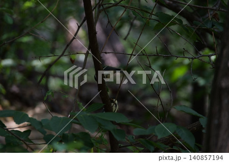 A small great tit bird hiding among the tree branches A small great tit bird hiding among the tree branches 140857194