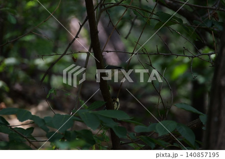 A small great tit bird hiding among the tree branches A small great tit bird hiding among the tree branches 140857195