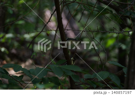 A small great tit bird hiding among the tree branches A small great tit bird hiding among the tree branches 140857197