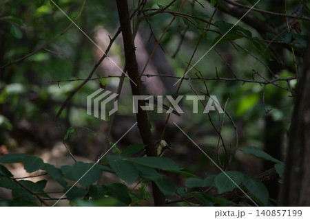 A small great tit bird hiding among the tree branches A small great tit bird hiding among the tree branches 140857199