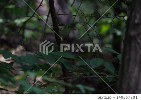 A small great tit bird hiding among the tree branches A small great tit bird hiding among the tree branches 140857201