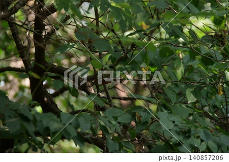 A small great tit bird hiding among the tree branches A small great tit bird hiding among the tree branches 140857206