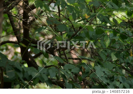 A small great tit bird hiding among the tree branches 140857216