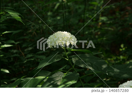 Beautiful forest path with blooming wild flowers in summer Beautiful forest path with blooming wild flowers in summer 140857280