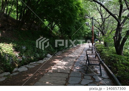 Beautiful forest path with blooming wild flowers in summer Beautiful forest path with blooming wild flowers in summer 140857300