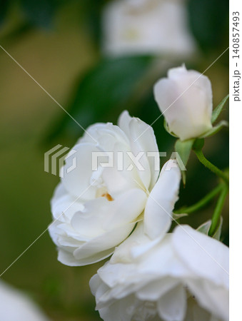 White flowers resembling Rosa Katharina Zeimet with double white petals similar to Waterloo musk White flowers resembling Rosa Katharina Zeimet with double white petals similar to Waterloo musk 140857493