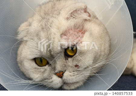 Charming gray cat with a cone on its head relaxing indoors after a playful day 140857533