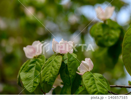 Quince Blossom Cydonia oblonga White and Light Pink Spring Flowers Quince Blossom Cydonia oblonga White and Light Pink Spring Flowers 140857585