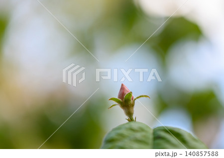 Single Quince Bud with Dew Drops on Blurred Green Background Single Quince Bud with Dew Drops on Blurred Green Background 140857588