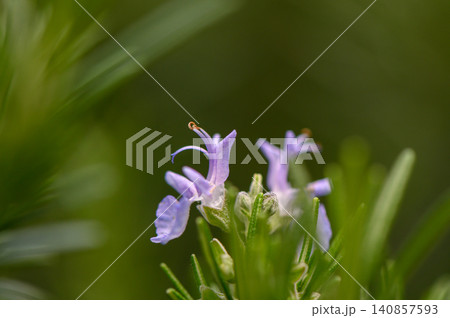Rosemary in Bloom Close Up Purple Blue Flower on Soft Green Backdrop Rosemary in Bloom Close Up Purple Blue Flower on Soft Green Backdrop 140857593