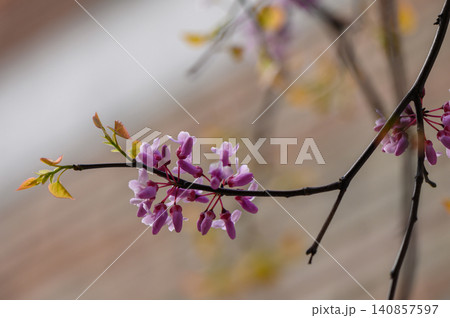 Close Up of Pink Judas Tree Flowers Cercis siliquastrum Spring Bloom Close Up of Pink Judas Tree Flowers Cercis siliquastrum Spring Bloom 140857597