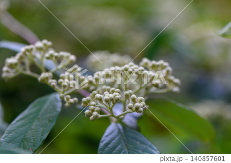 Plant resembling Viburnum sieboldii with flat flower clusters and glossy leaves Plant resembling Viburnum sieboldii with flat flower clusters and glossy leaves 140857601
