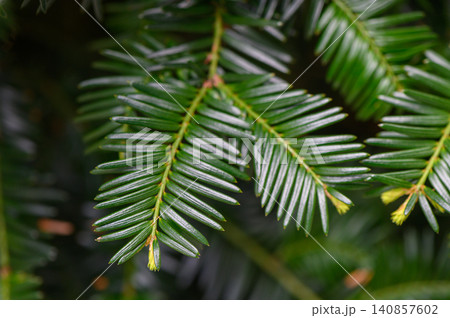 Dense Yew Branch Close Up Dark Green Needles and Woody Stem 140857602