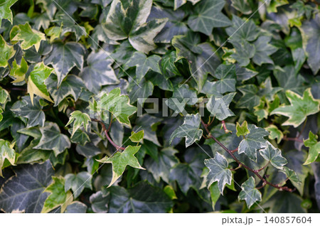 Common Ivy Hedera Helix Close Up Leaf Texture and Green Foliage 140857604