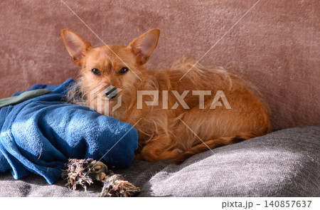 Small Mixed Breed Dog Lying on Sofa Yorkie and Chihuahua Cross Relaxing at Home 140857637