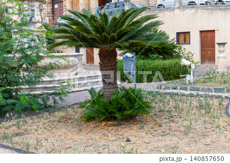 Green cycad palm beside historic stone architecture Green cycad palm beside historic stone architecture 140857650