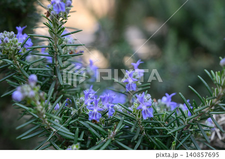 Rosemary Flowers on the Bush Salvia Rosmarinus in Bloom Rosemary Flowers on the Bush Salvia Rosmarinus in Bloom 140857695