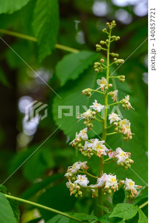 Flowering Horse Chestnut Tree Aesculus Hippocastaneum in Full Bloom Flowering Horse Chestnut Tree Aesculus Hippocastaneum in Full Bloom 140857721