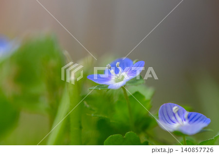 Macro of Small Purple Wildflowers Among Green Grass Blades 140857726