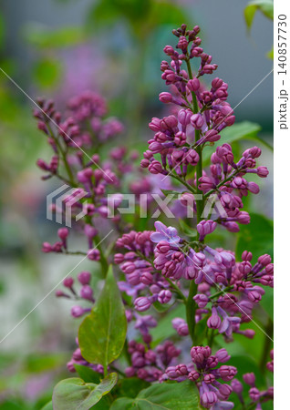 Lilac Branch with Dense Purple Flower Panicles Against Green Foliage Lilac Branch with Dense Purple Flower Panicles Against Green Foliage 140857730
