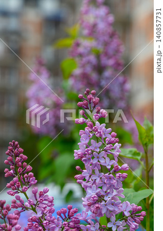 Morning Light on Common Lilac Branch with Fresh Spring Flowers Morning Light on Common Lilac Branch with Fresh Spring Flowers 140857731