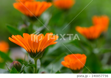 Three Orange Calendula Flowers Growing Together Macro View Three Orange Calendula Flowers Growing Together Macro View 140857736