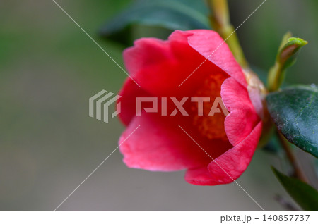 Camellia Japonica Large Pink Flower Close Up Macro Detail 140857737