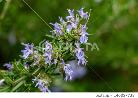 Close Up of Blue Rosemary Flowers on Woody Stem Close Up of Blue Rosemary Flowers on Woody Stem 140857739