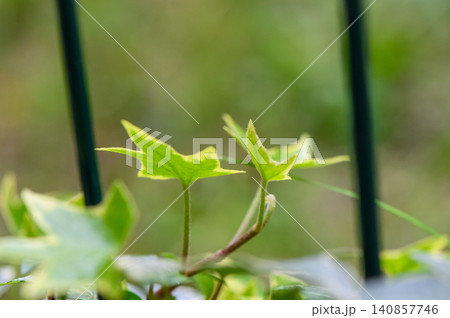 Close Up of Common Ivy Leaves Hedera Helix Green Foliage Texture Close Up of Common Ivy Leaves Hedera Helix Green Foliage Texture 140857746