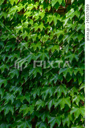 Vertical Close Up of Boston Ivy Parthenocissus tricuspidata Climbing Wall Vertical Close Up of Boston Ivy Parthenocissus tricuspidata Climbing Wall 140857869